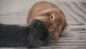 Kaniner Som Parar Sig